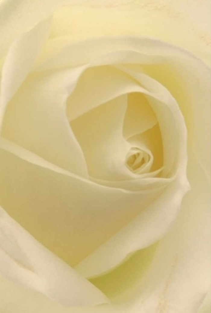 From the moment you gaze upon this meticulously arranged white rose-its petals unfurling in creamy layers-you're transported to a haven of tranquility reminiscent of a peaceful Dalston morning. The composition is all about understated sophistication: soft whites and buttery creams meld smoothly under gentle natural light, illuminating each sculpted fold as if the flower itself glows from within. Close inspection reveals flawless spiraling at the core, a testament to both nature's purity and the skilled floristry found near Dalston Lane. This classic bloom is the embodiment of heartfelt emotion-whether chosen as a romantic gesture, a sincere apology, or as the elegant centerpiece for an event in Dalston's vibrant heart. Subtle gradations in tone and deft use of shadow bring the rose's natural beauty to life, suggesting resilience and serenity. Imagine the faintest trace of fresh, sweet fragrance drifting outwards, creating a serene backdrop for any special occasion. With every arrangement crafted by Flowers Dalston, there's a deep sense of respect for both the flower and the memories it helps honor.